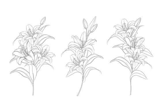 Download Drawn Floral Illustrations Graphic - Illustration Collection
