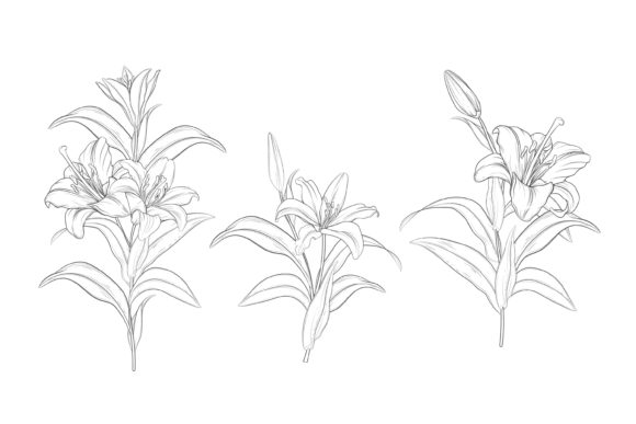 Download Drawn Floral Illustrations Graphic - Illustration Collection
